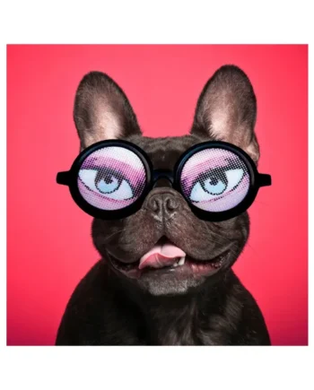 Tarjeta Fashion Bulldog con Gafas de Sol