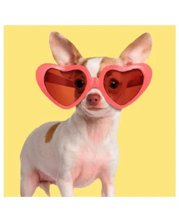 Tarjeta Fashion Chihuahua con Gafas de Sol