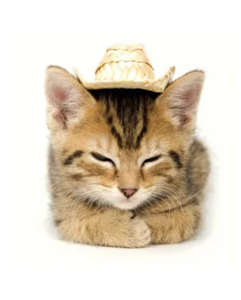 Tarjeta Gatito con Sombrero