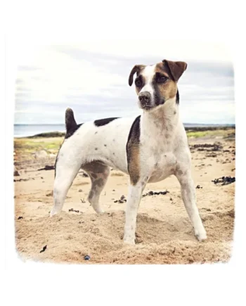 Tarjeta Jack Russell en la Playa