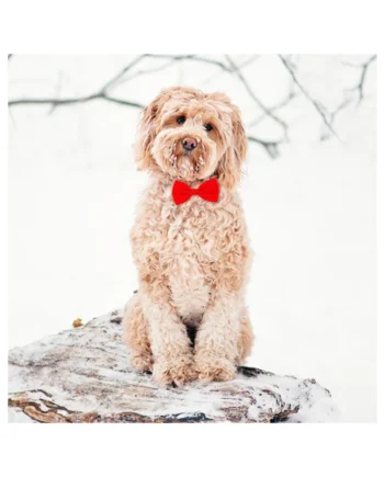 Tarjeta Labradoodle con Pajarita