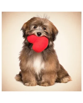 Tarjeta Perro Lhasa con Corazón