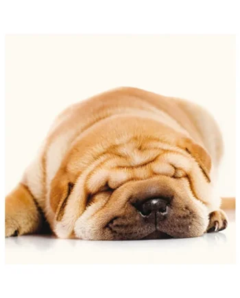 Tarjeta Shar Pei Durmiendo