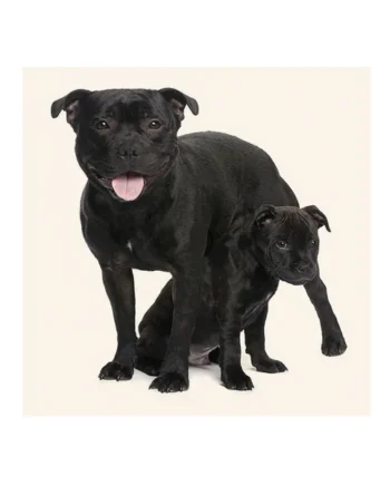 Tarjeta Staffie y Cachorro