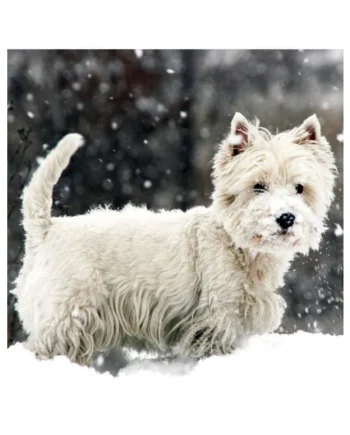 Tarjeta Westie en la Nieve