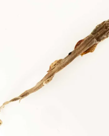 Tiburón gato 40 cm