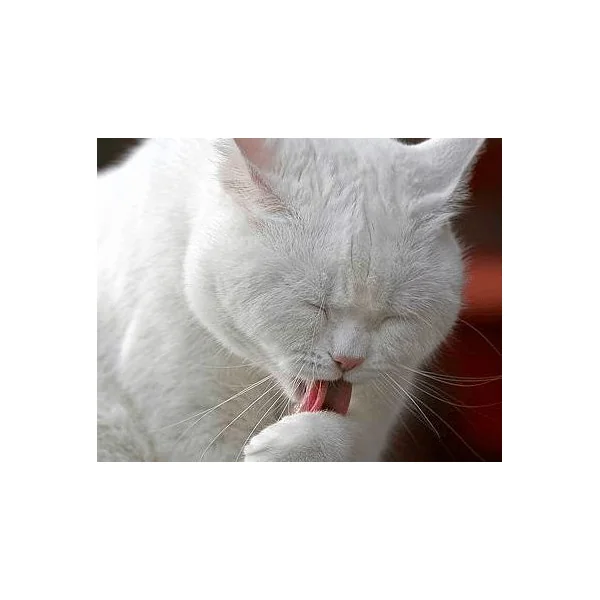 TrichoCat pasta elimina bolas de pelo gatos