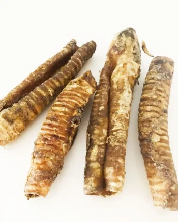 Tráqueas de camello