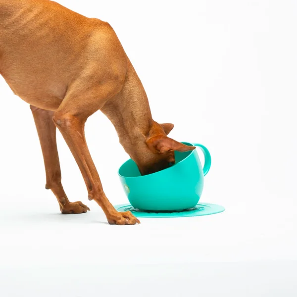 United Pets - Comedero taza XXL