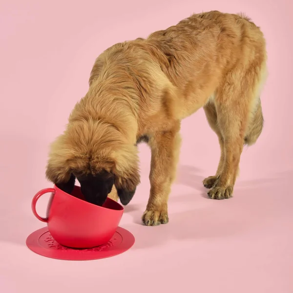 United Pets - Comedero taza XXL