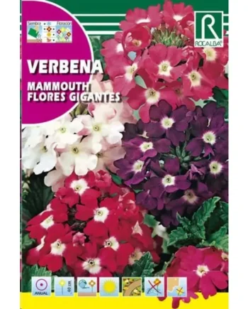Verbena Mammouth,Flores Gigantes,Variada