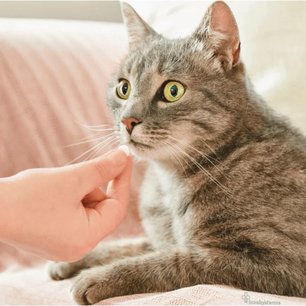 VERMIPURE gatos Antiparasitario INTERNO Natural 50 comprimidos