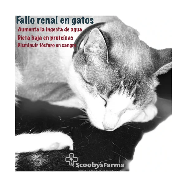 Vet Life cat RENAL Farmina gatos 12x85 g