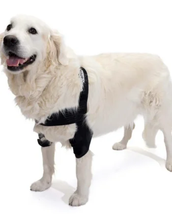 Órtesis de Codo para Perros con Artrosis Rehabilitación Canina